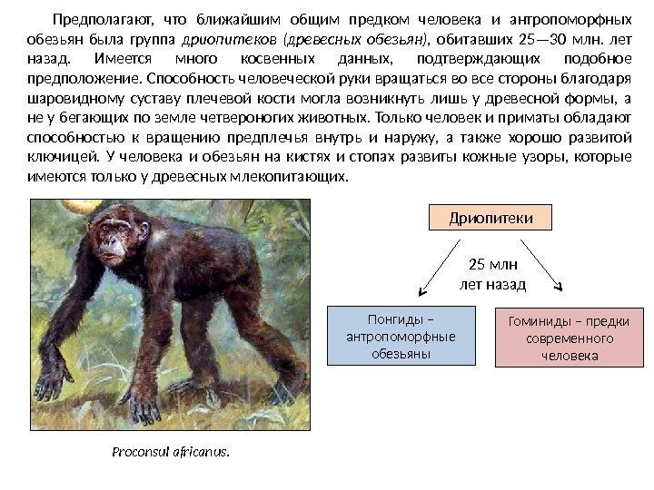 Предполагают,  что ближайшим общим предком человека и антропоморфных обезьян была группа дриопитеков (древесных