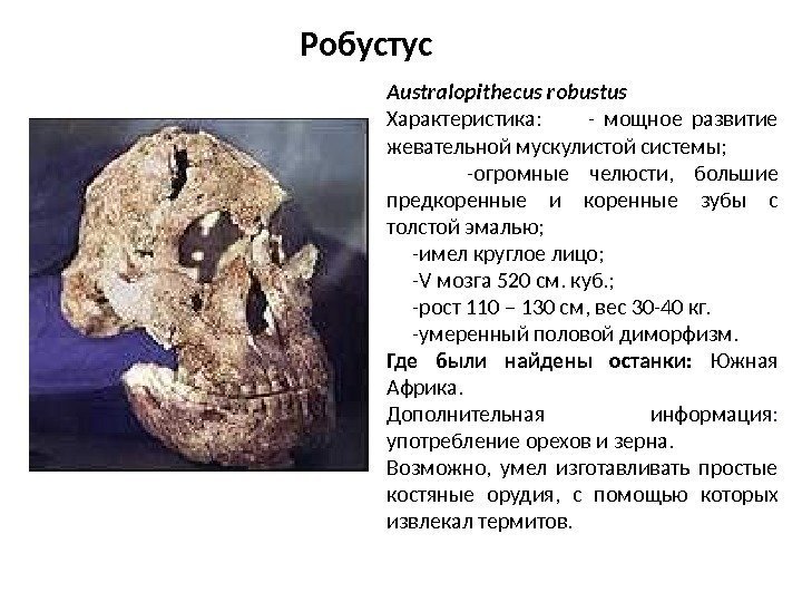 Australopithecus robustus Характеристика:  - мощное развитие жевательной мускулистой системы;   -огромные челюсти,