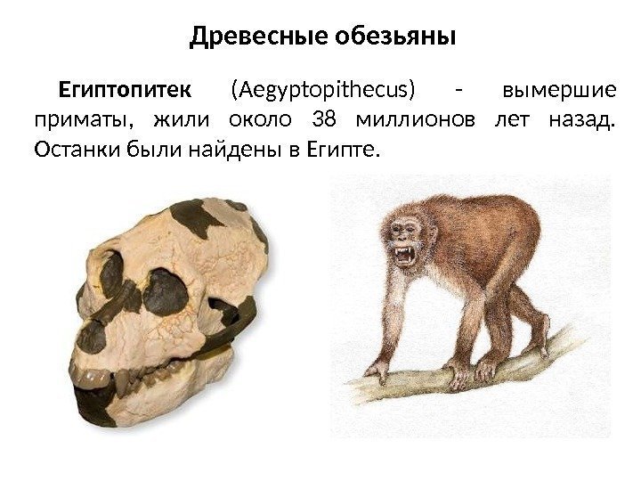 Древесные обезьяны Египтопитек (Aegyptopithecus) - вымершие приматы,  жили около 38 миллионов лет назад.
