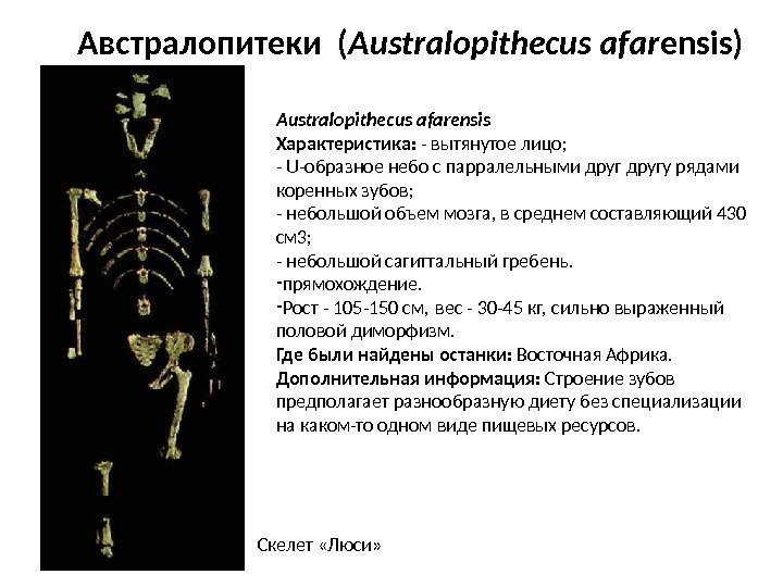 Australopithecus afarensis Характеристика:  - вытянутое лицо;  - U-образное небо с парралельными другу