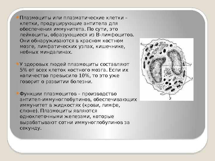 Что значит плазматические клетки. Плазмоцит строение гистология. Плазматические клетки плазмоциты. Плазматическая клетка строение. Плазмоциты функции.