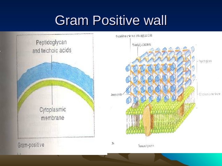 Gram Positive wall 