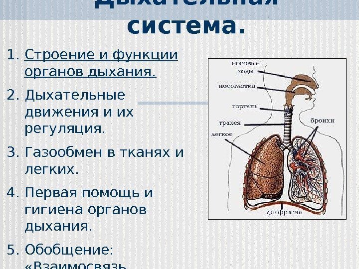 Установите соответствие между органами дыхательной системы человека и номером на рисунке