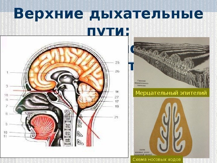 Верхние дыхательные пути:  полость носа и носоглотка Схема носовых ходов Мерцательный эпителий 