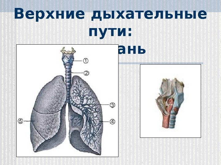 Верхние дыхательные пути:  гортань  