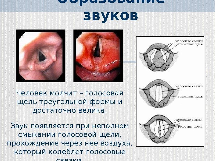 Образование звуков Человек молчит – голосовая щель треугольной формы и достаточно велика. Звук появляется