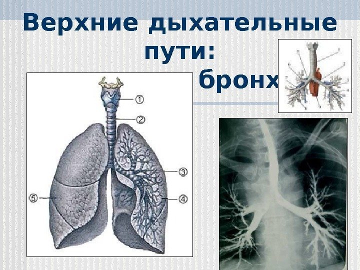 Верхние дыхательные пути:  трахея и бронхи  