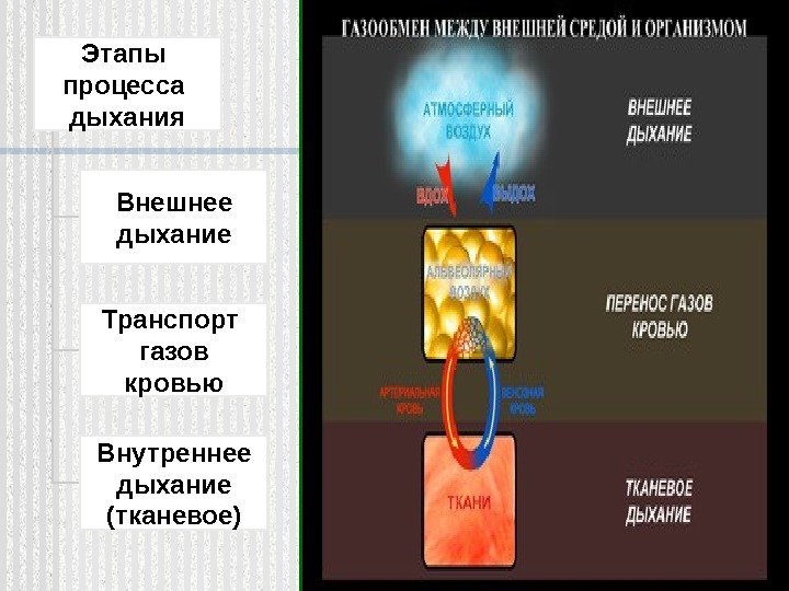 Этапы процесса дыхания Внешнее дыхание Транспорт газов кровью Внутреннее дыхание (тканевое)  