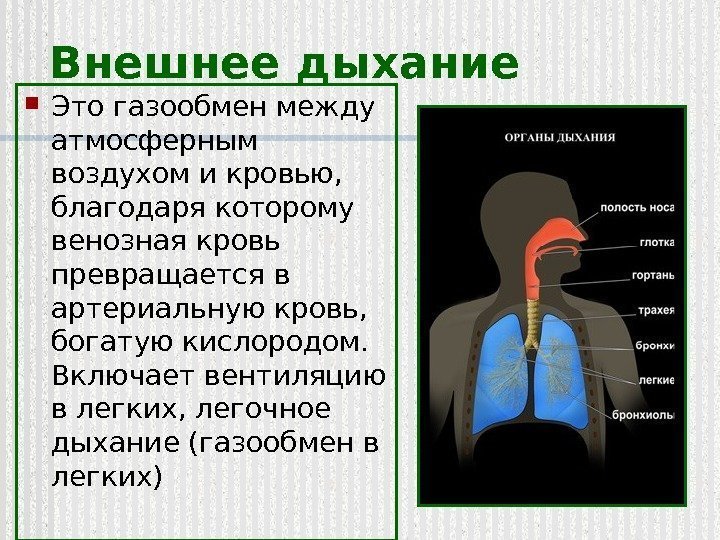 Внешнее дыхание Это газообмен между атмосферным воздухом и кровью,  благодаря которому венозная кровь