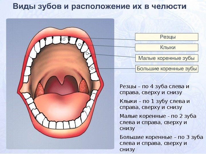Резцы – по 4 зуба слева и справа, сверху и снизу Клыки – по