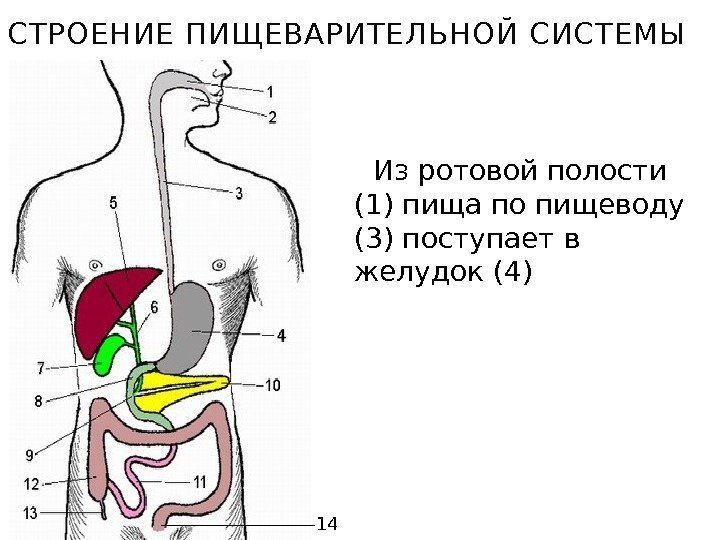 СТРОЕНИЕ ПИЩЕВАРИТЕЛЬНОЙ СИСТЕМЫ Из ротовой полости (1) пища по пищеводу (3) поступает в желудок