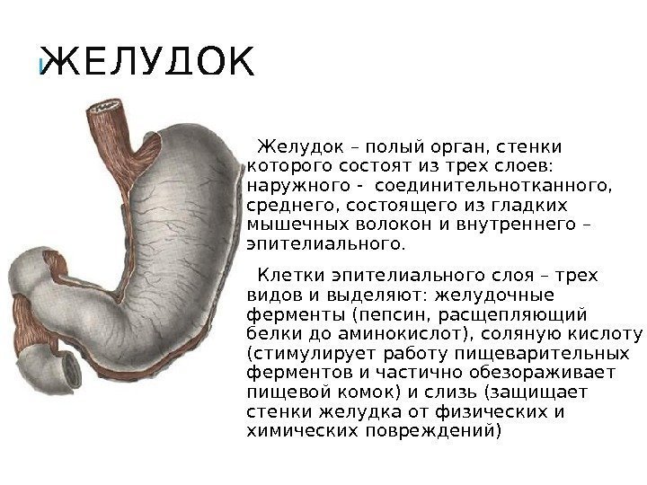 ЖЕЛУДОК Желудок – полый орган, стенки которого состоят из трех слоев:  наружного -