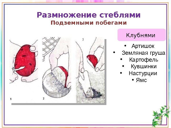 Вегетативное размножение клубнями схема