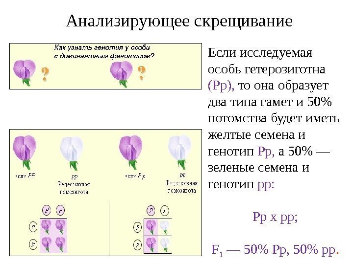 Анализирующее дигибридное скрещивание схема