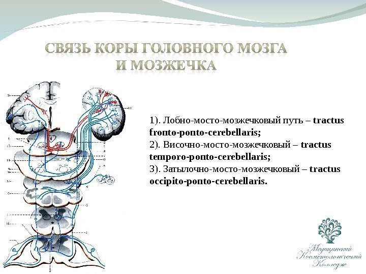 1).  Лобно - мосто - мозжечковый путь – tractus fronto-ponto-cerebellaris;  2). 