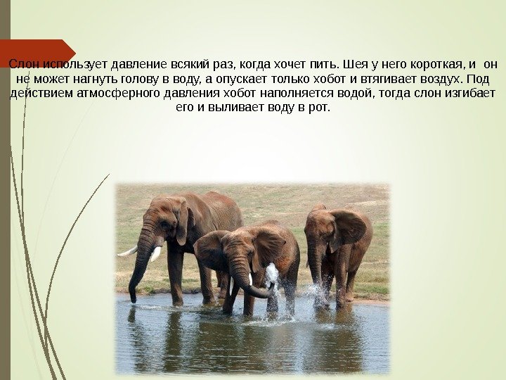 Слон использует давление всякий раз, когда хочет пить. Шея у него короткая, и он