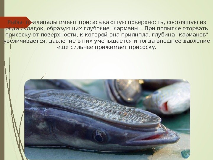 Рыбы- прилипалы имеют присасывающую поверхность, состоящую из ряда складок, образующих глубокие карманы. При попытке