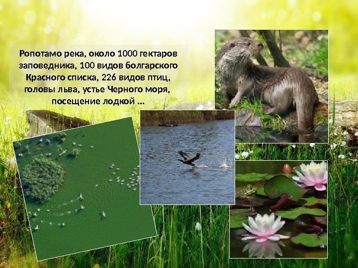 Ропотамо река, около 1000 гектаров заповедника, 100 видов болгарского Красного списка, 226 видов птиц,