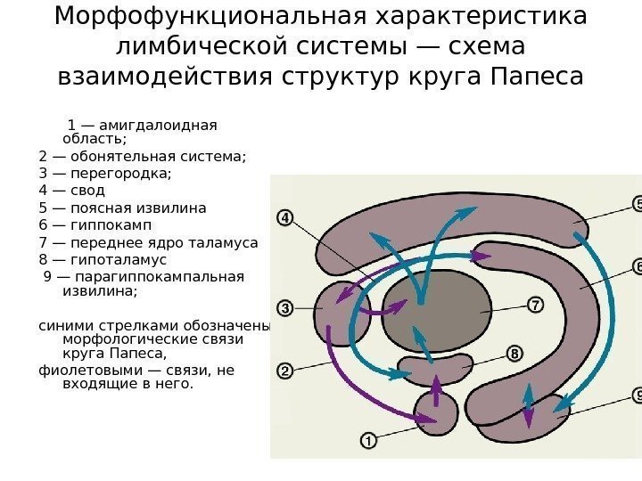 Морфофункциональная характеристика лимбической системы — схема взаимодействия структур круга Папеса  1— амигдалоидная область;