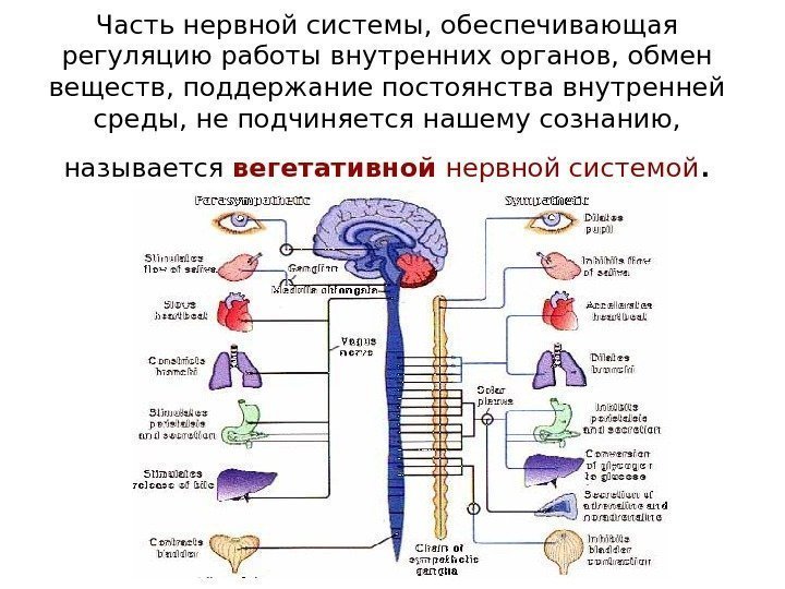 Часть нервной системы, обеспечивающая регуляцию работы внутренних органов, обмен веществ, поддержание постоянства внутренней среды,