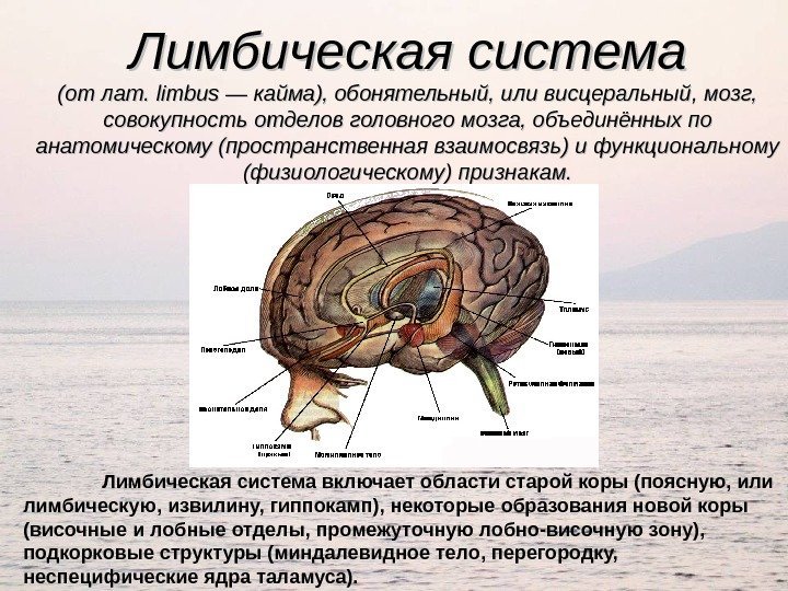 Лимбическая система (от лат. limbus — кайма), обонятельный, или висцеральный, мозг,  совокупность отделов