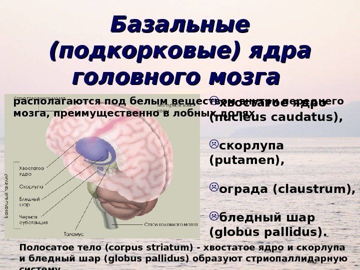 Базальные (подкорковые) ядра головного мозга располагаются под белым веществом внутри переднего мозга, преимущественно в
