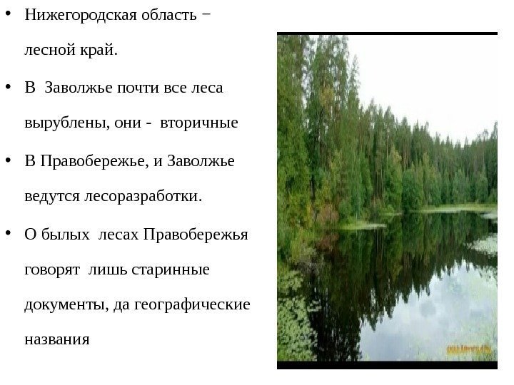  • Нижегородская область − лесной край.  • В Заволжье почти все леса