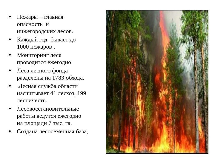  • Пожары − главная опасность и нижегородских лесов.  • Каждый год бывает