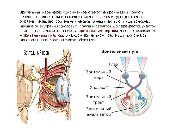  • Зрительный нерв через одноименное отверстие проникает в полость черепа, направляются к основанию