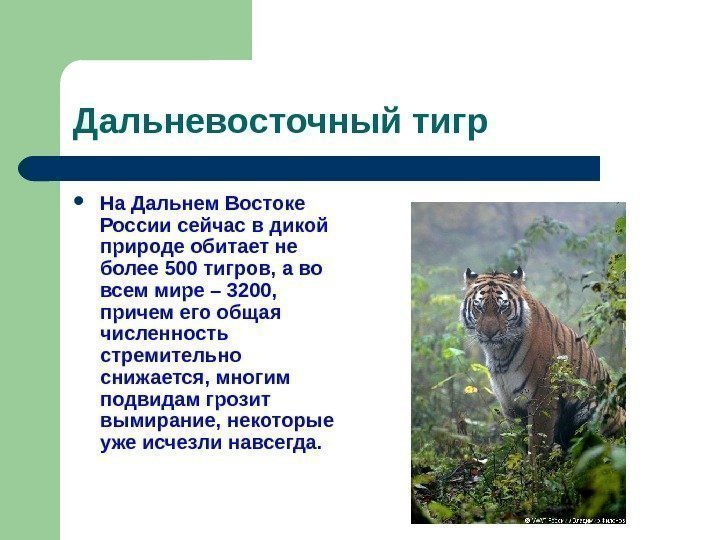   Дальневосточный тигр На Дальнем Востоке России сейчас в дикой природе обитает не