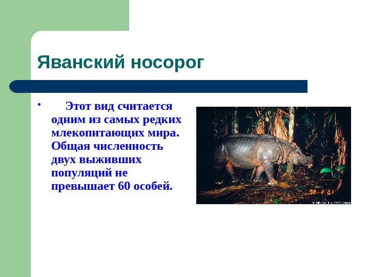   Яванский носорог •  Этот вид считается одним из самых редких млекопитающих