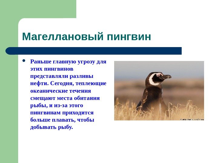   Магеллановый пингвин Раньше главную угрозу для этих пингвинов представляли разливы нефти. Сегодня,