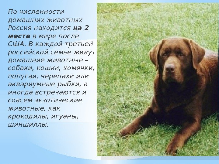 По численности домашних животных Россия находится на 2 месте в мире после США. В