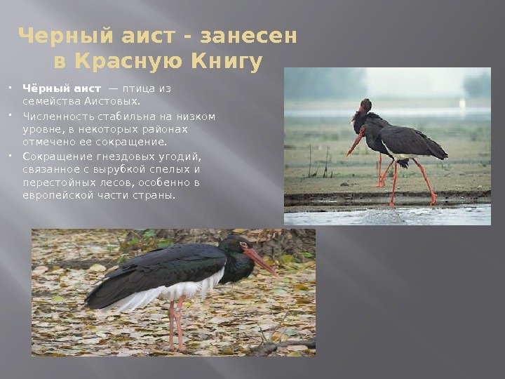Черный аист - занесен в Красную Книгу Чёрный аист — птица из семейства Аистовых.