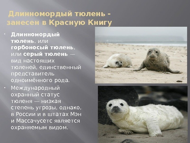 Длинномордый тюлень - занесен в Красную Книгу Длинномордый тюлень , или горбоносый тюлень ,