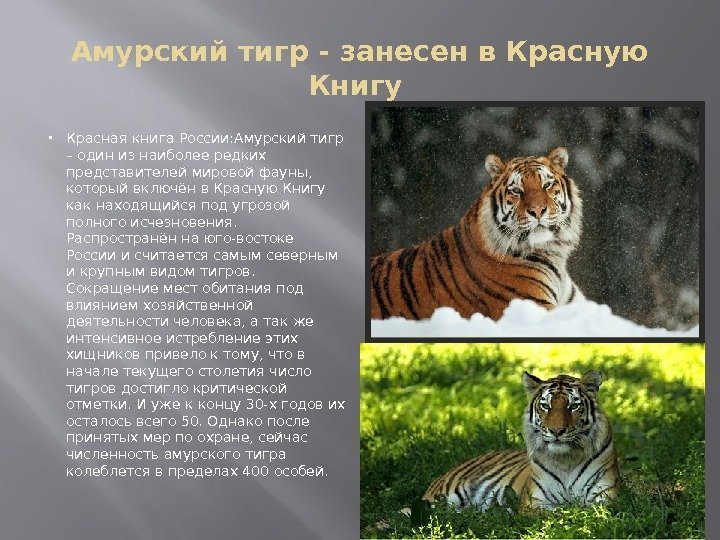 Амурский тигр - занесен в Красную Книгу  Красная книга России: Амурский тигр –
