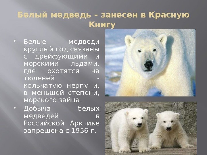 Белый медведь – занесен в Красную Книгу  Белые медведи круглый год связаны с