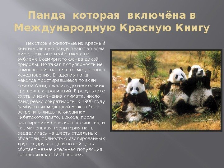 Панда которая включёна в Международную Красную Книгу  Некоторые животные из Красный книги: Большую