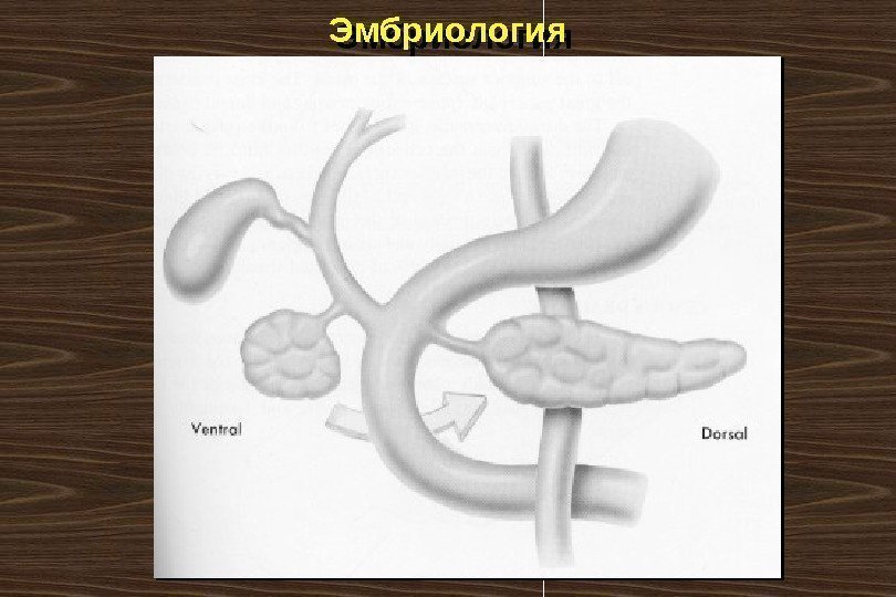 Эмбриология 