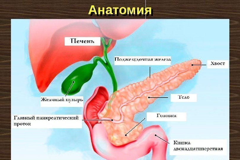 Анатомия 