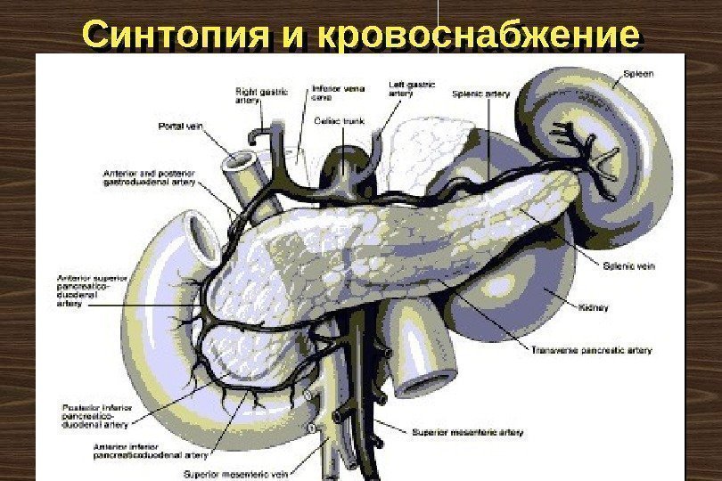 Синтопия и кровоснабжение 