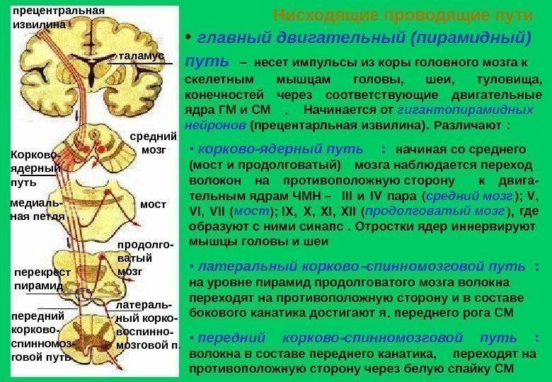 • главный двигательный (пирамидный) путь – несет импульсы из коры головного мозга к