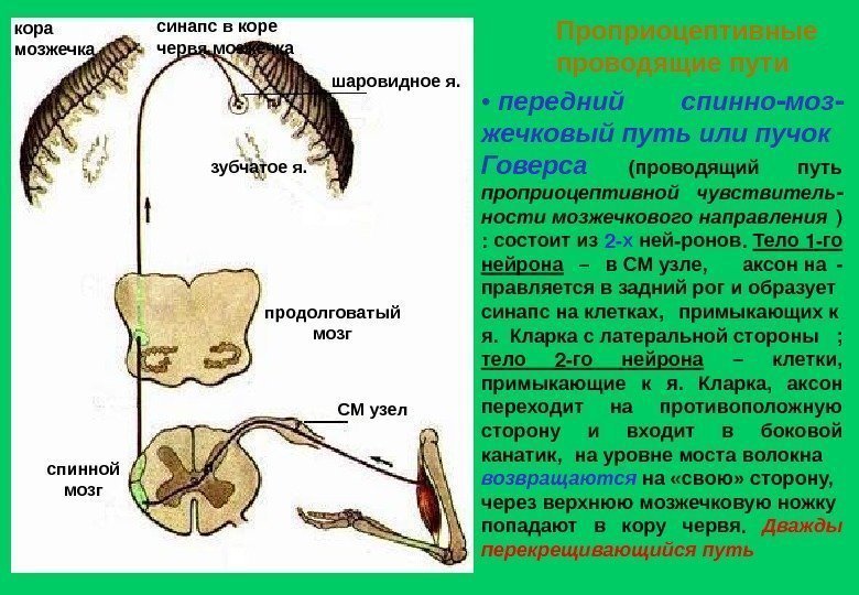  •  передний спинно - моз - жечковый путь или пучок Говерса (проводящий