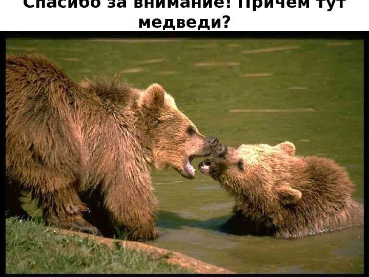 Спасибо за внимание! Причем тут медведи? 