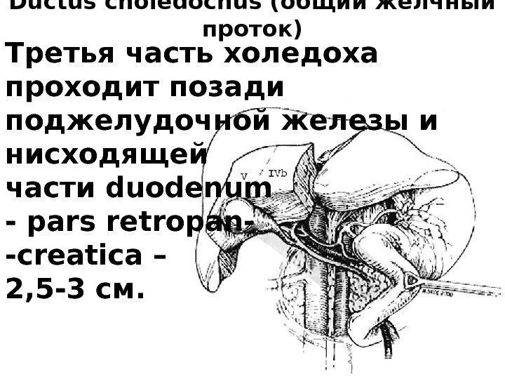 Ductus choledochus (общий желчный проток) Третья часть холедоха проходит позади поджелудочной железы и нисходящей