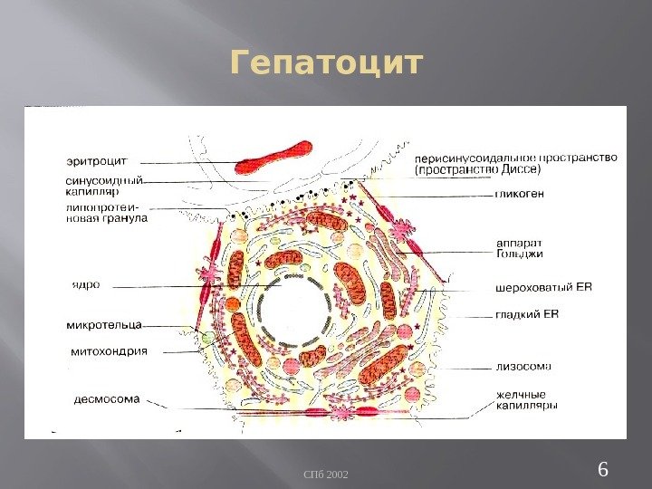 Гепатоцит СПб 2002 6 