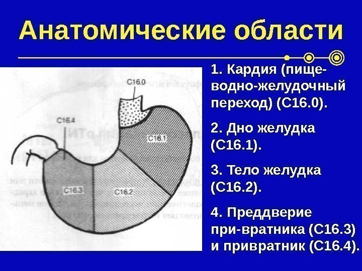 Кардия желудка что это такое анатомия. ЗНО кардиального отдела желудка. Кардиальный отдел и дно желудка. Анатомические области желудка.