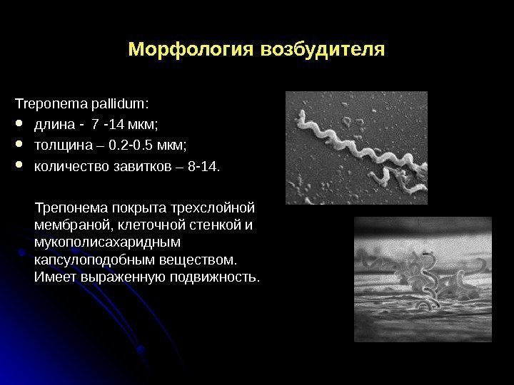 Морфология возбудителя Treponema pallidum :  длина - 7 -14 мкм;  толщина –