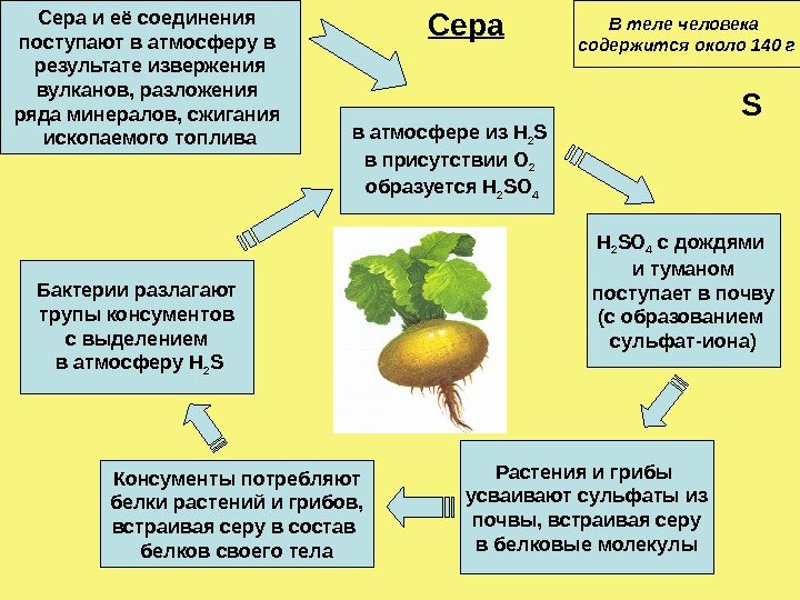   Сера Растения и грибы усваивают сульфаты из  почвы, встраивая серу в