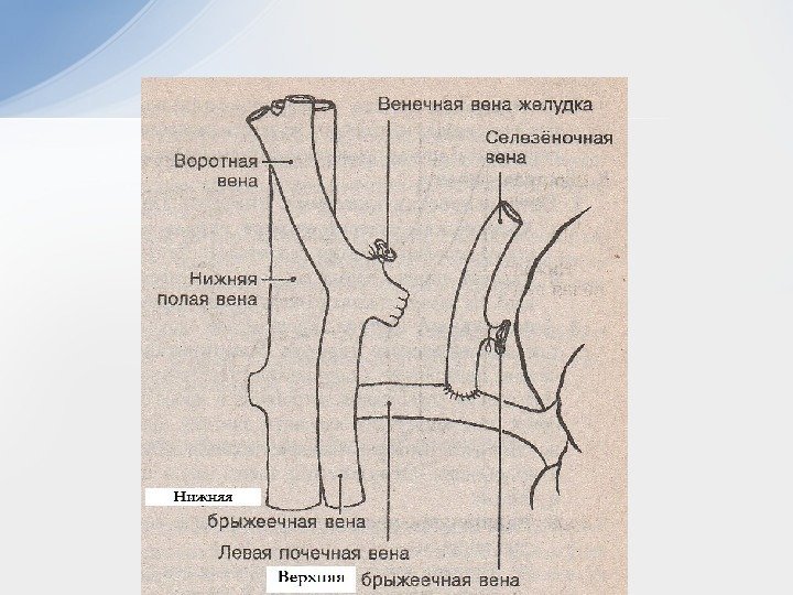 Вены желудка. 2. Венечная Вена желудка.